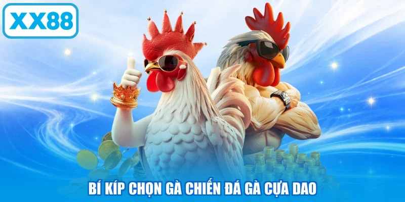Bí kíp chọn gà chiến đá gà cựa dao