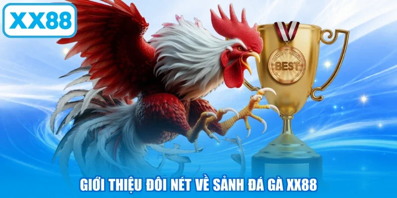Giới thiệu đôi nét về sảnh đá gà XX88
